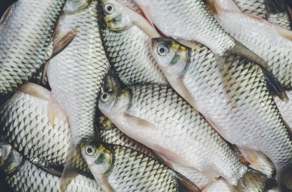 The European Frozen Freshwater Fish Market Decreased Slightly to $0.7 Billion